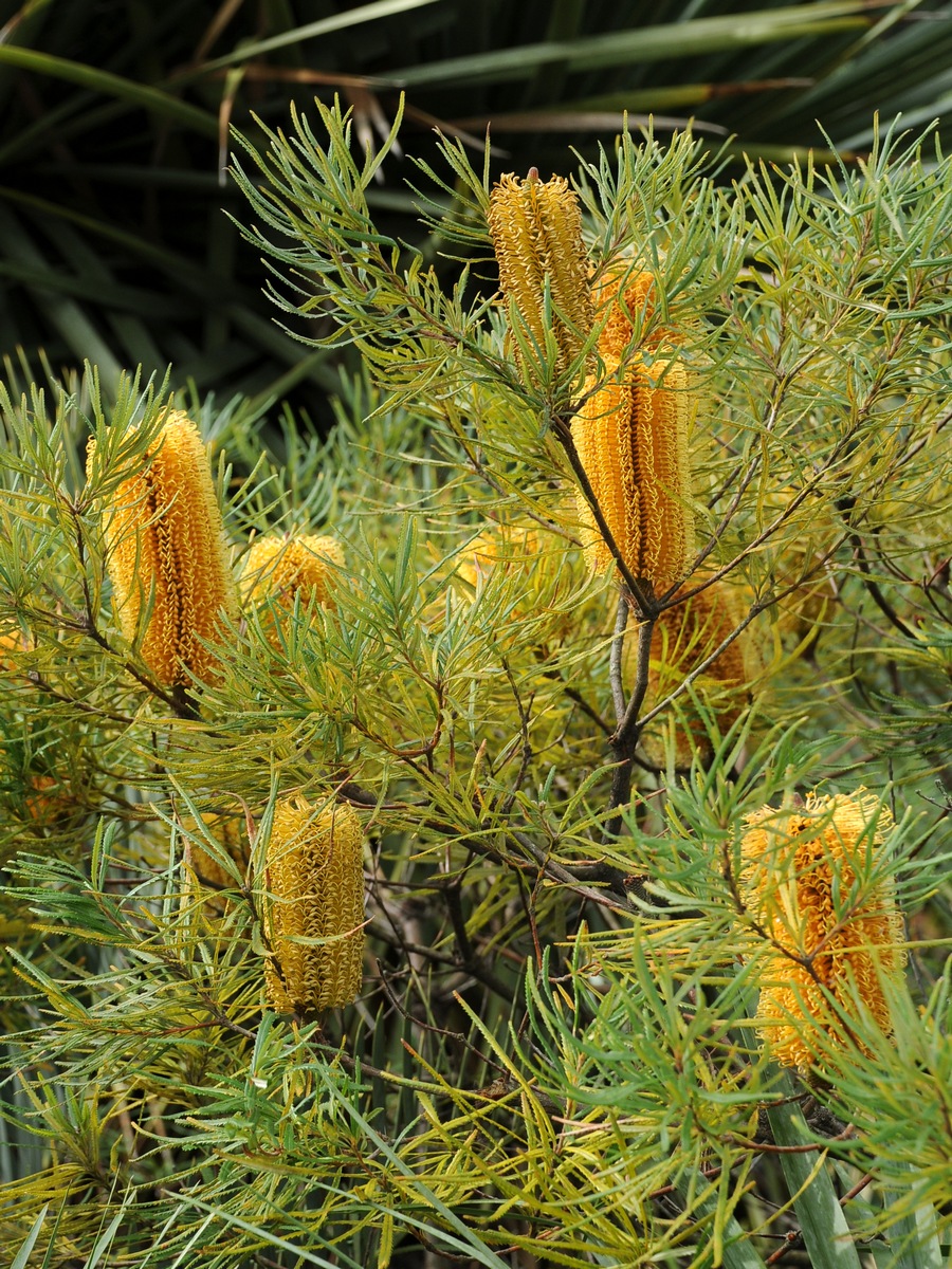Image of Banksia spinulosa specimen.