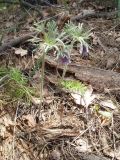 Pulsatilla pratensis