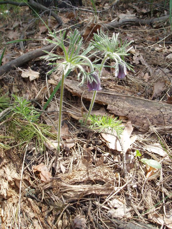 Изображение особи Pulsatilla pratensis.