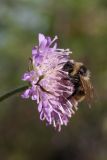 Knautia arvensis