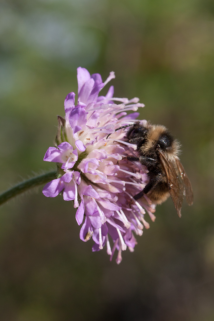 Изображение особи Knautia arvensis.