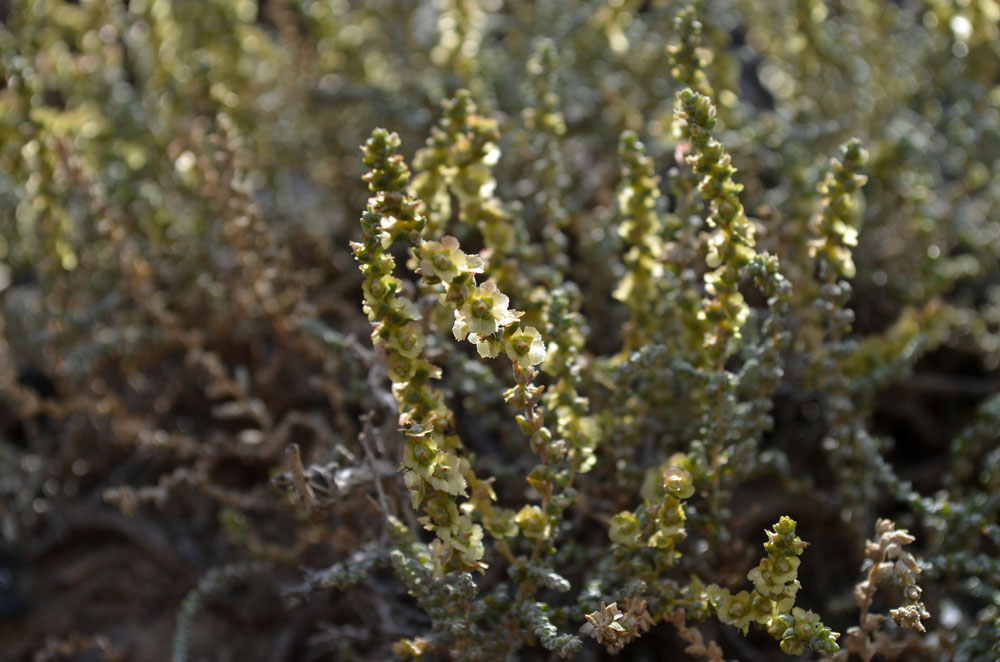 Изображение особи Salsola gemmascens.
