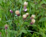 Cirsium setosum. Верхушка цветущего и плодоносящего растения. Якутия, ГО г. Якутск, с. Ст. Табага, пустырь. 02.08.2016.