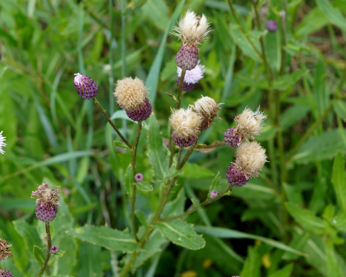 Image of Cirsium setosum specimen.