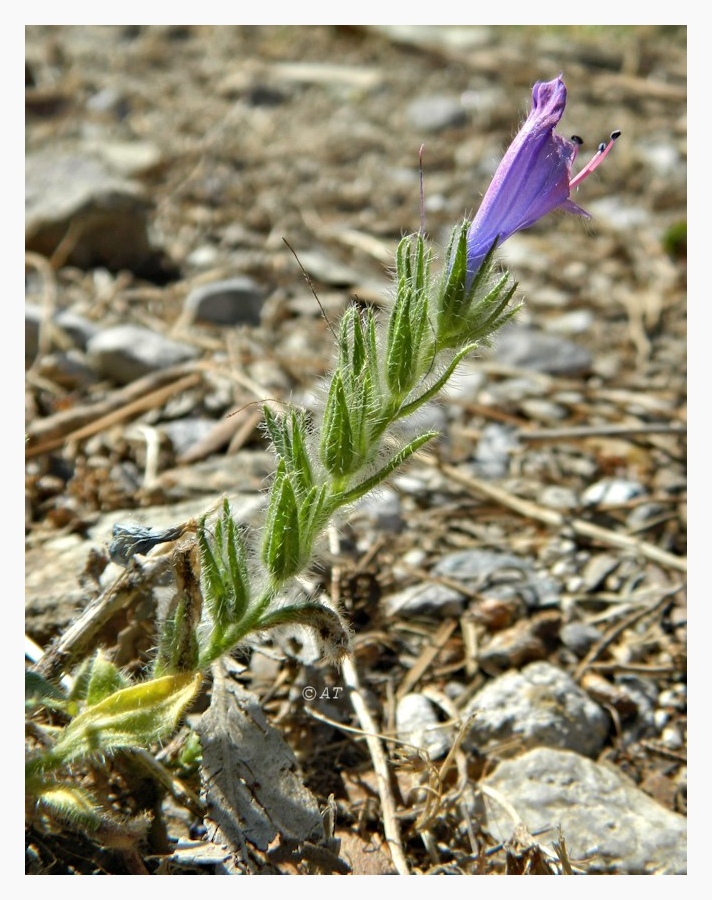 Изображение особи Echium plantagineum.