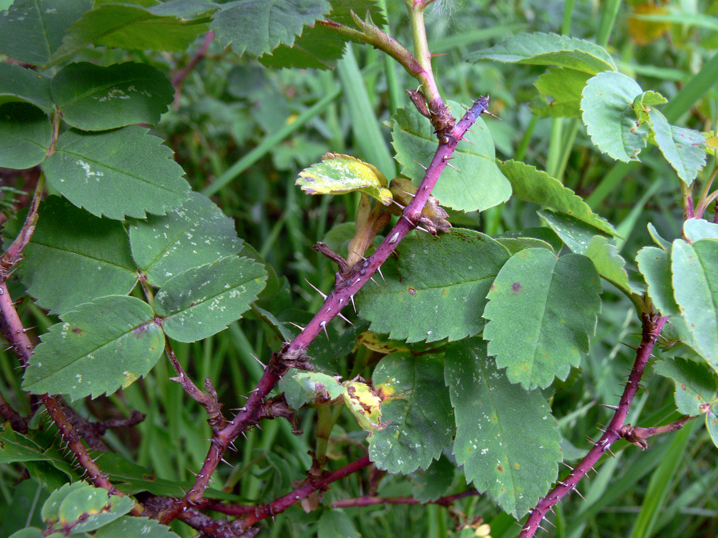 Изображение особи Rosa acicularis.