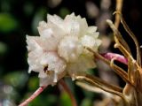 Cuscuta planiflora. Соцветие. Греция, о-в Крит, ном Ханья (Νομός Χανίων), дим Платаньяс (Δήμος Πλατανιά), горный массив Лефка Ори (Λευκά Όρη), урочище Ксилоскало (Ξυλόσκαλο), ≈ 1200 м н.у.м, каменистый склон. 28 июня 2017 г.