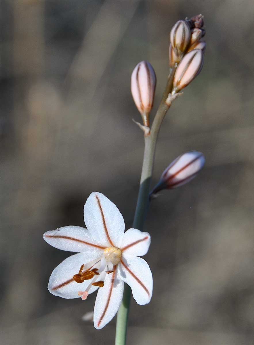 Изображение особи Asphodelus fistulosus.