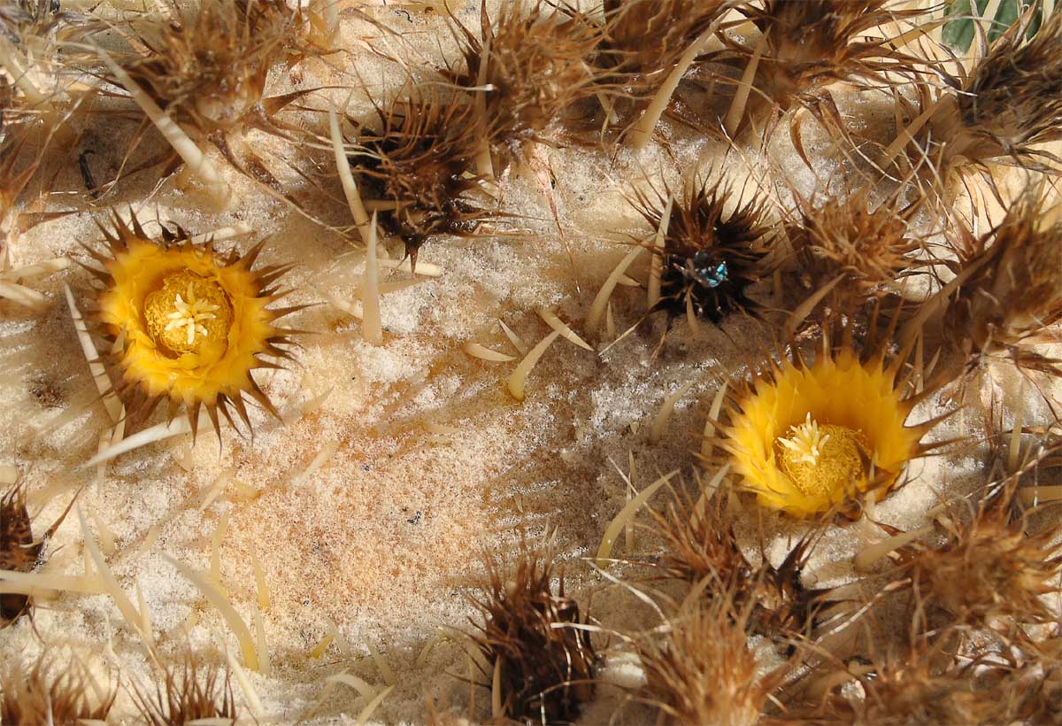 Image of Echinocactus grusonii specimen.