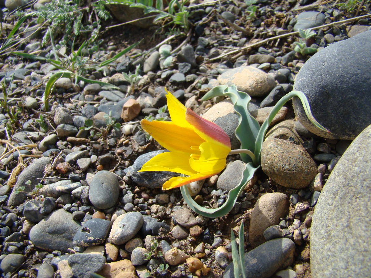 Image of Tulipa platystemon specimen.