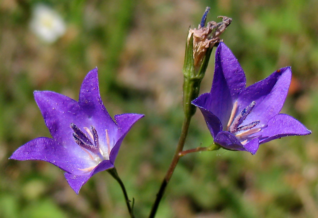 Изображение особи Campanula persicifolia.