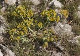 Euphorbia myrsinites