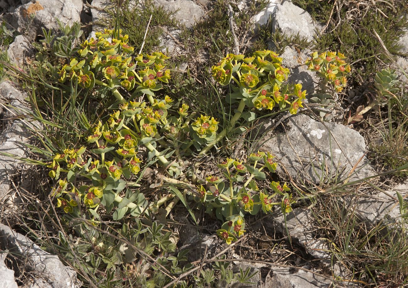 Изображение особи Euphorbia myrsinites.