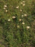 Centaurea orientalis