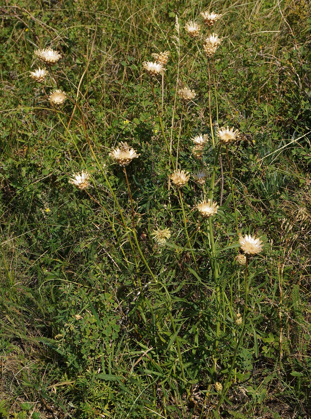 Image of Centaurea orientalis specimen.