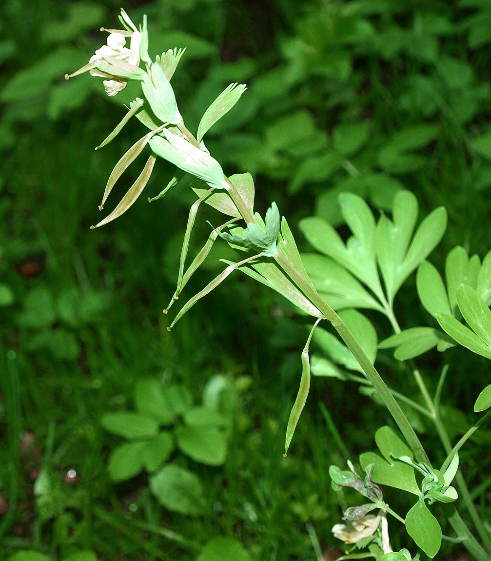 Image of Corydalis bracteata specimen.