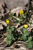 genus Ranunculus