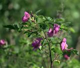 Rosa cinnamomea