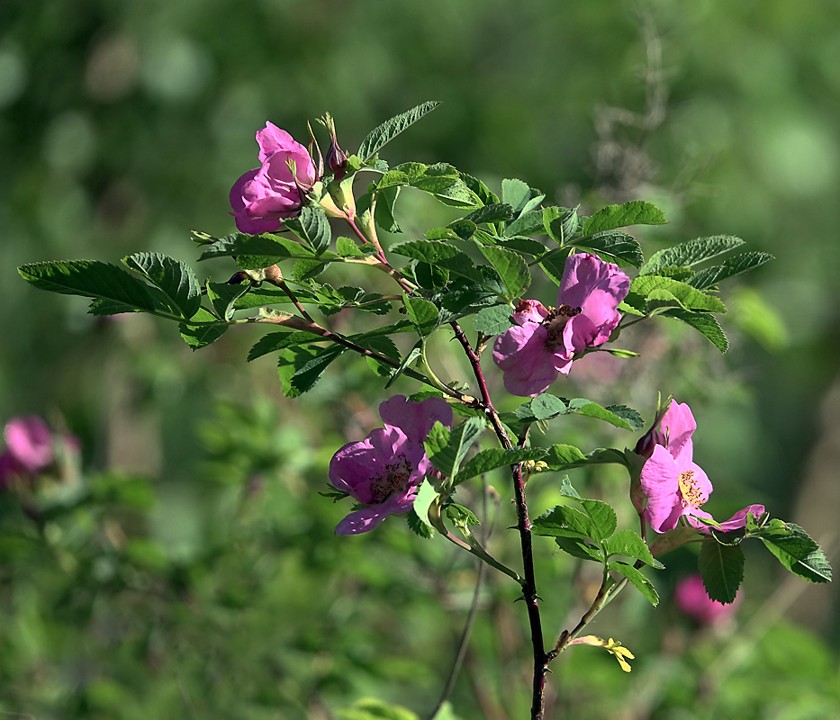 Изображение особи Rosa cinnamomea.