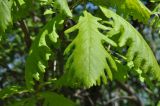 Quercus dalechampii