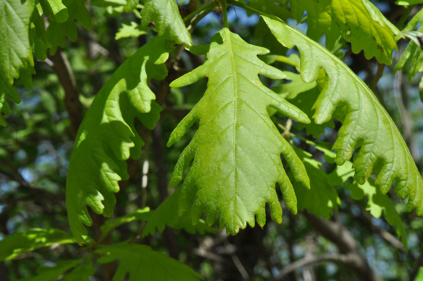 Изображение особи род Quercus.