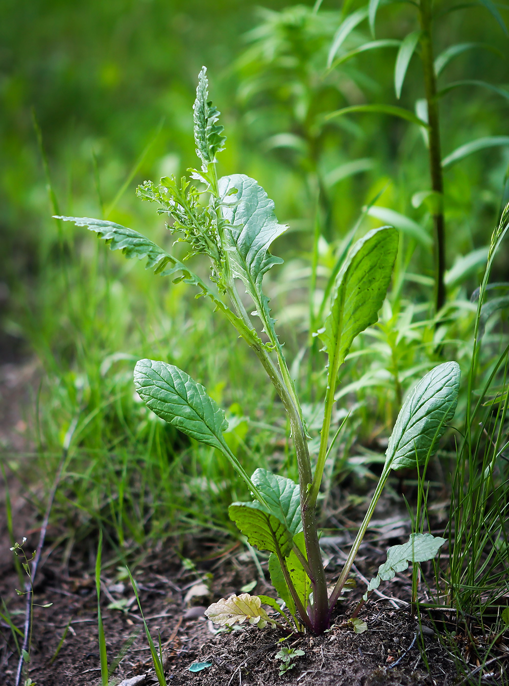 Image of Senecio jacobaea specimen.