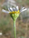 Anthemis ruthenica. Соцветие. Горный Крым, Ай-Петринская яйла. 27 мая 2010 г.