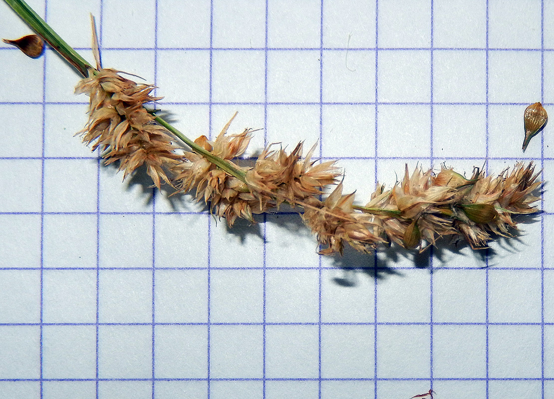 Image of Carex otrubae specimen.