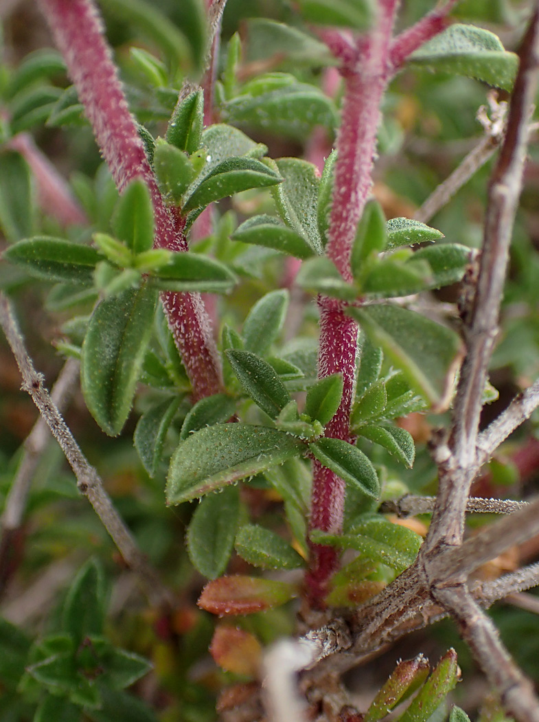 Изображение особи Thymus comptus.