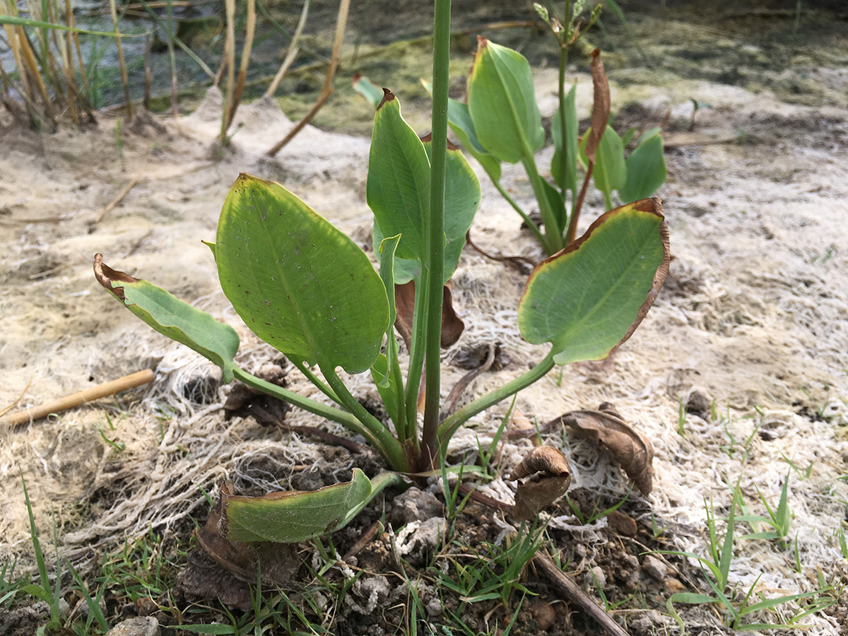 Изображение особи Alisma plantago-aquatica.