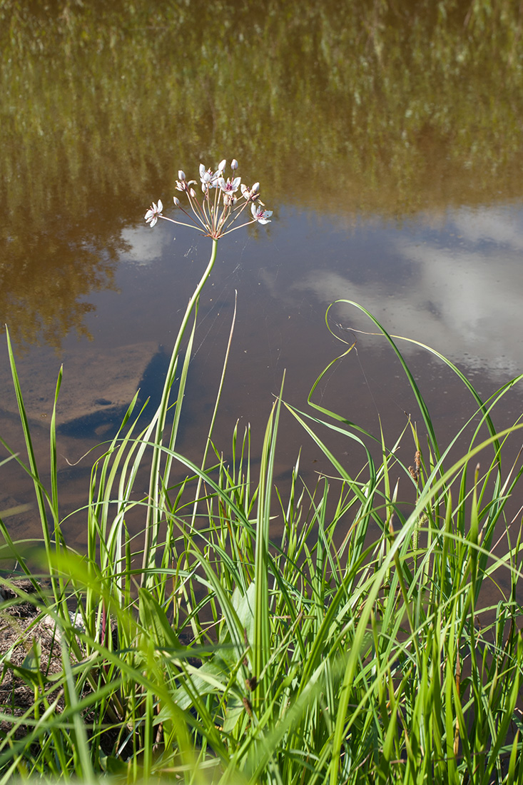 Image of Butomus umbellatus specimen.