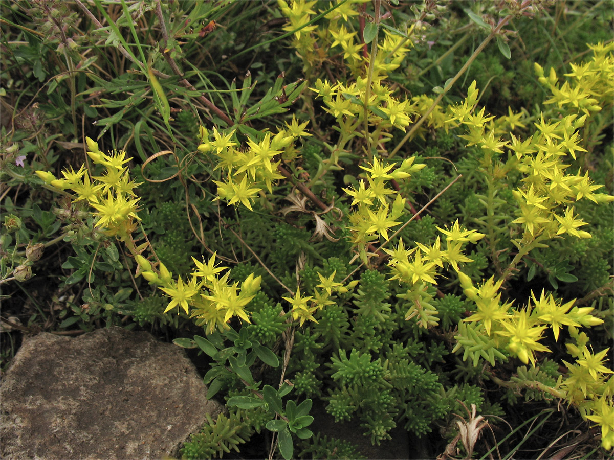 Изображение особи Sedum sexangulare.