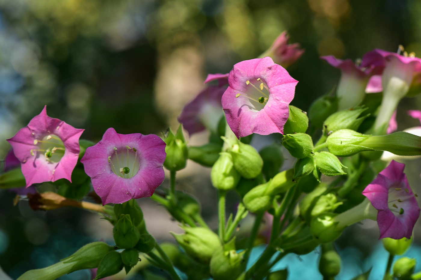 Изображение особи Nicotiana tabacum.