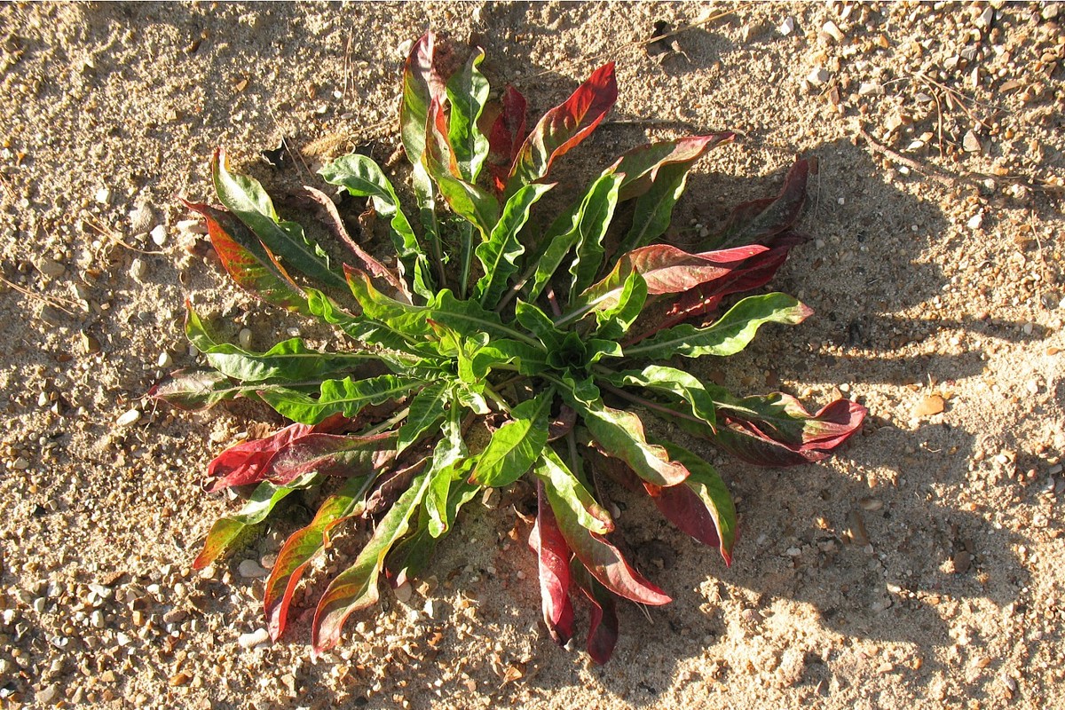 Изображение особи Oenothera biennis.