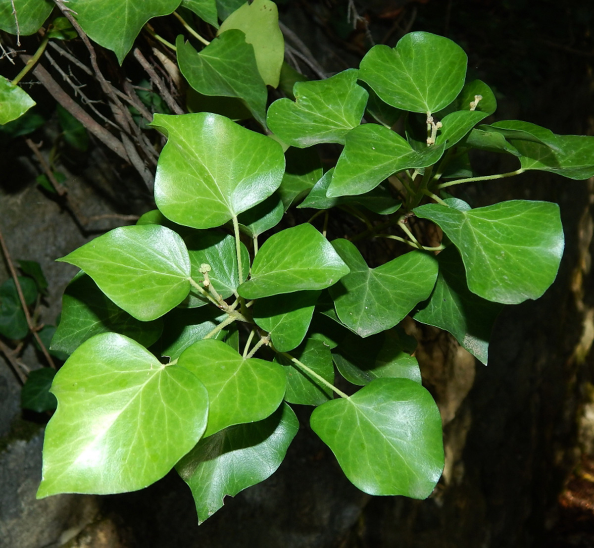 Image of Hedera helix specimen.