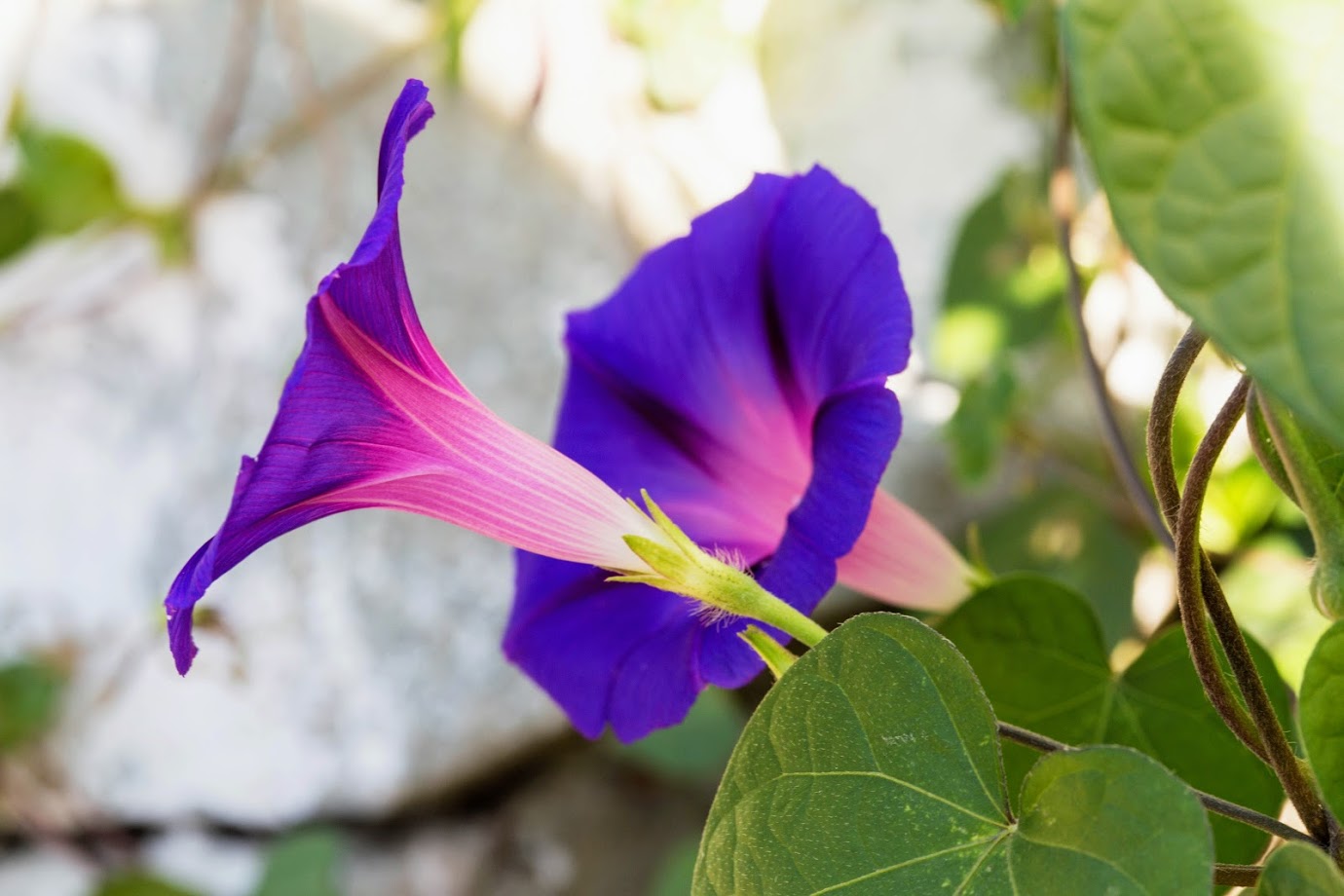 Image of Ipomoea purpurea specimen.