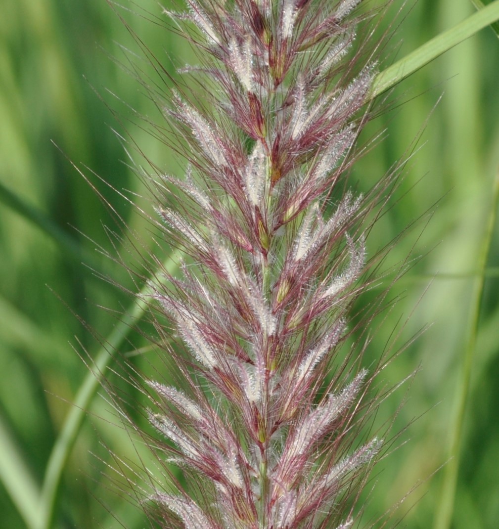 Изображение особи Pennisetum setaceum.