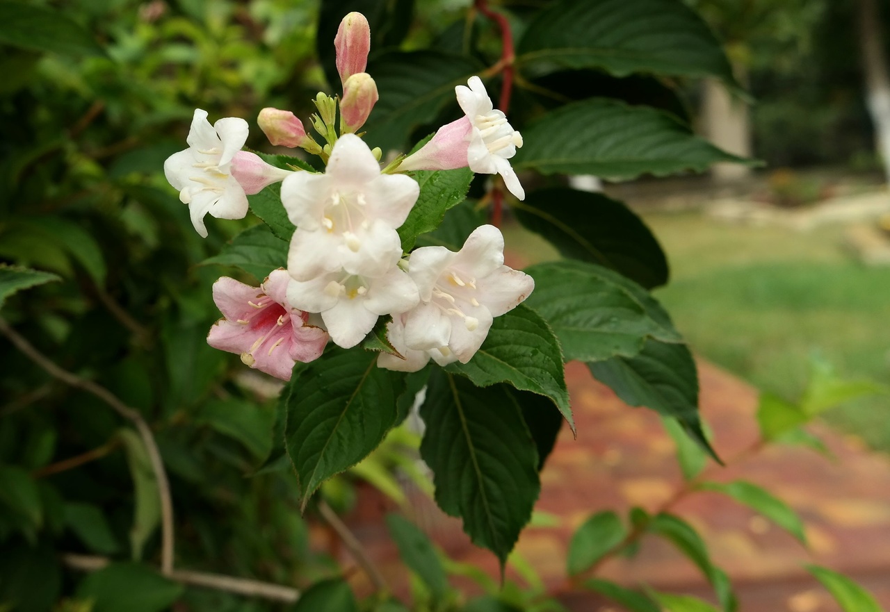 Image of genus Weigela specimen.