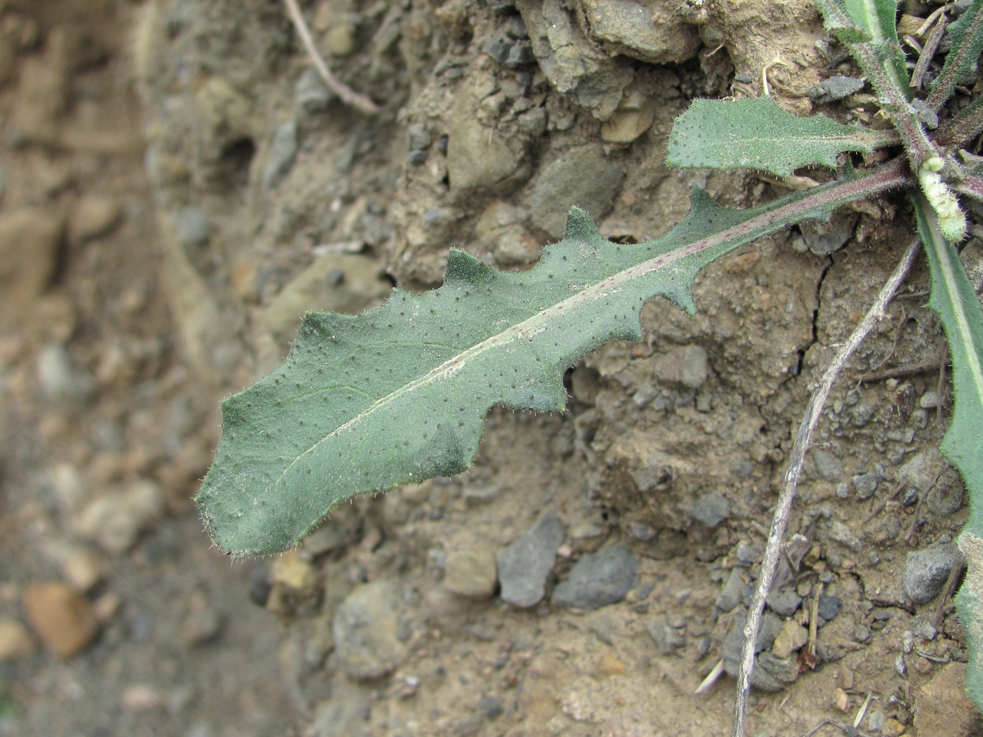 Image of genus Picris specimen.