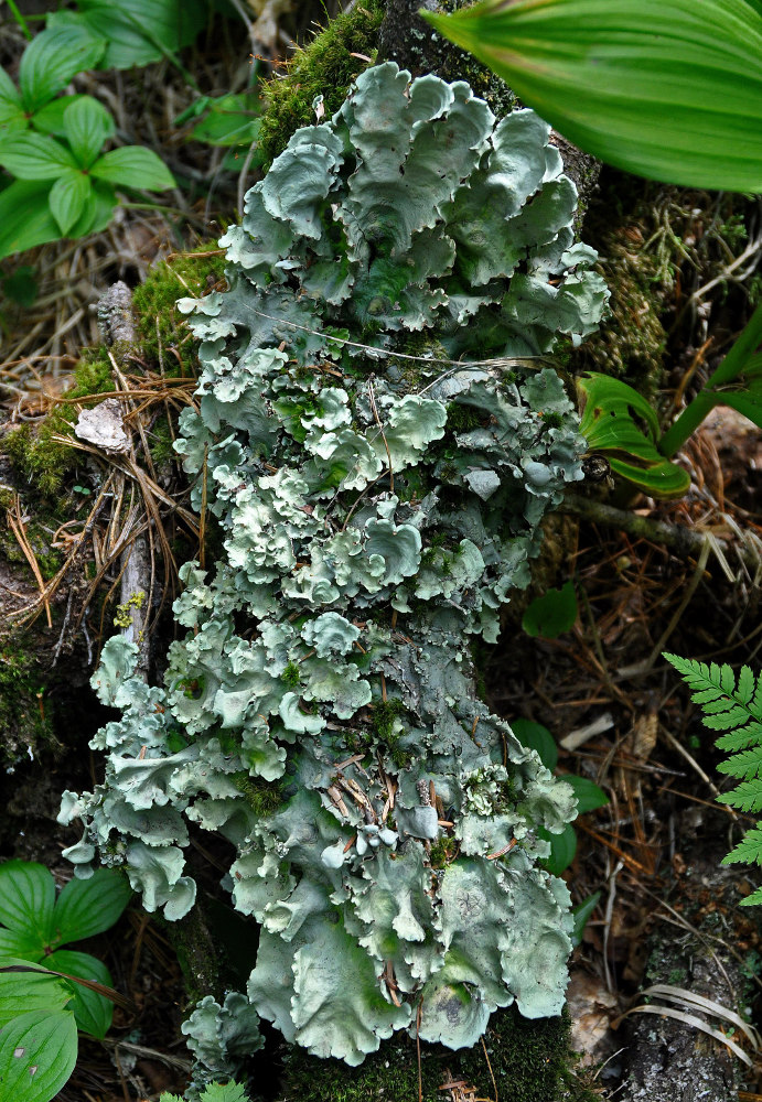 Image of Nephroma arcticum specimen.