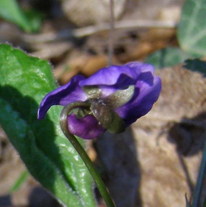 Изображение особи Viola dehnhardtii.