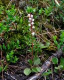 Pyrola minor. Цветущее растение. Красноярский край, Ермаковский р-н, природный парк \"Ергаки\", берег оз. Светлое, ≈ 1500 м н.у.м., опушка хвойного леса. 15.07.2018.