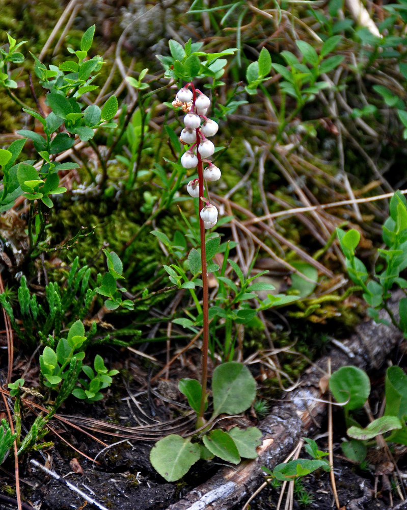 Image of Pyrola minor specimen.
