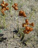 Carex physodes
