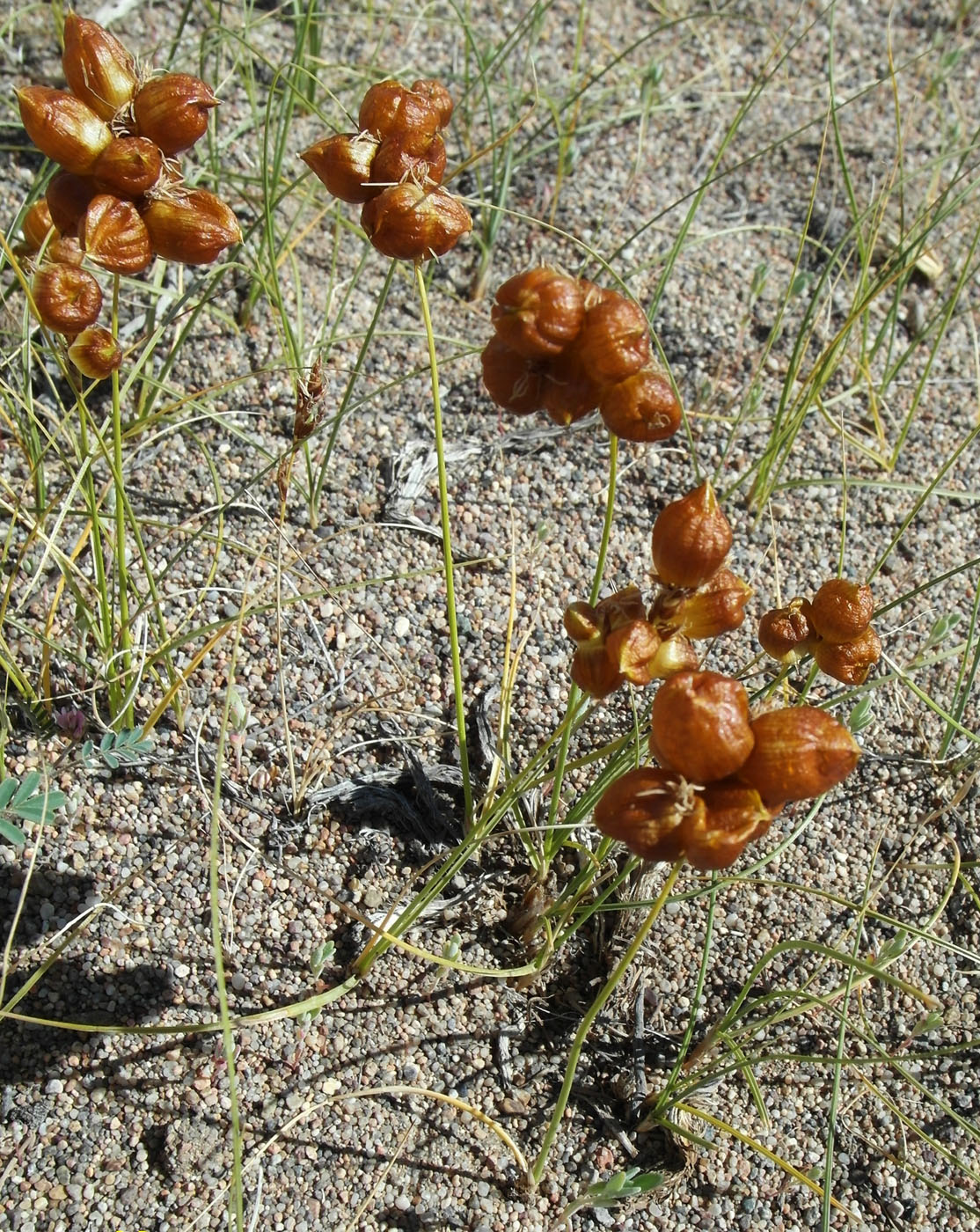 Изображение особи Carex physodes.