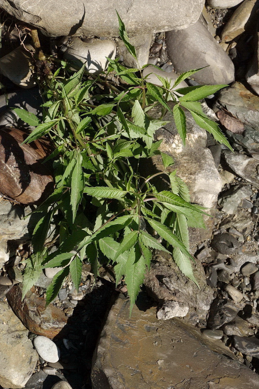 Изображение особи Bidens frondosa.