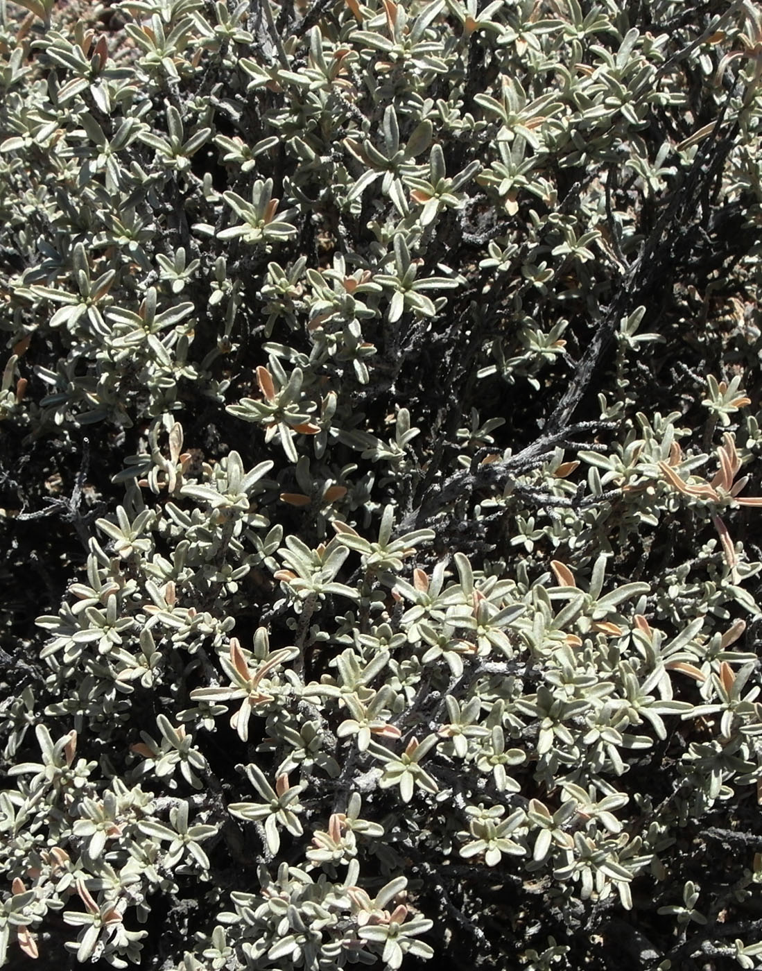 Image of Atriplex cana specimen.