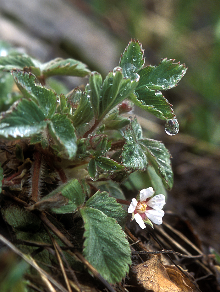 Image of Potentilla micrantha specimen.