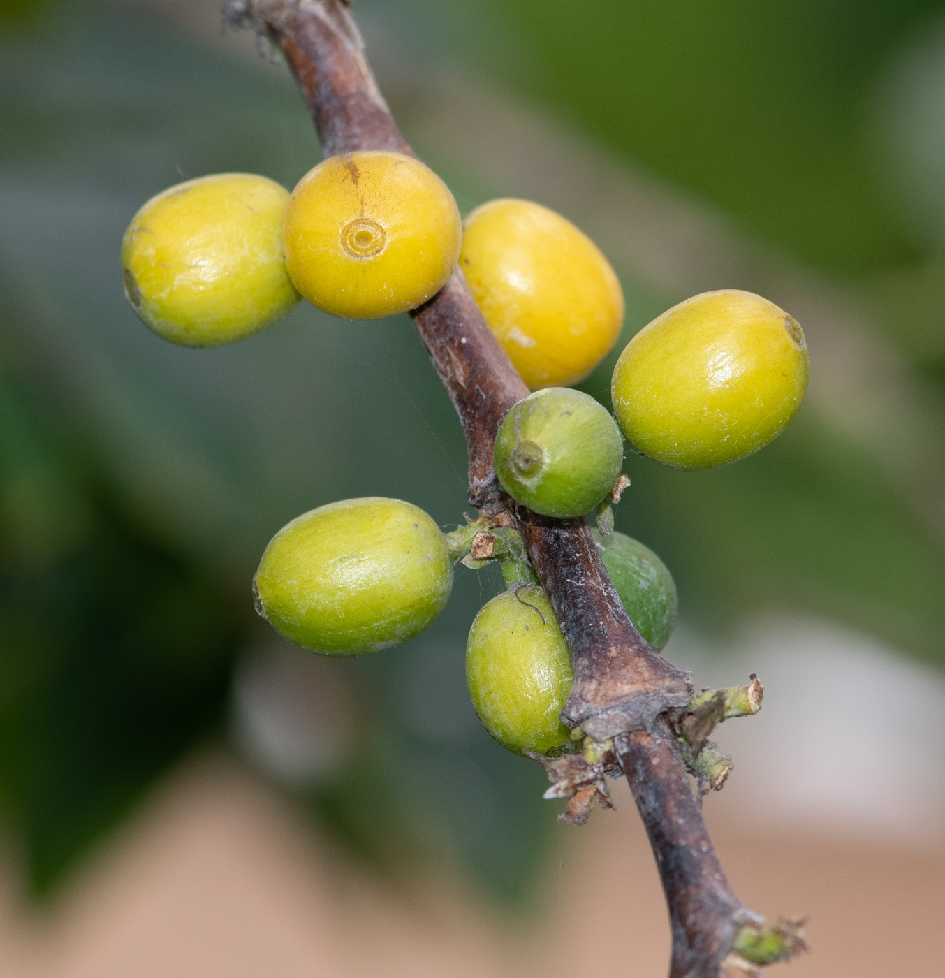 Изображение особи Coffea arabica.