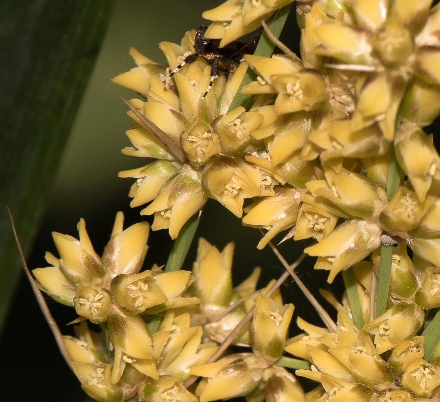 Изображение особи Lomandra longifolia.